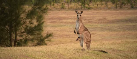 Australia and new zealand image 1